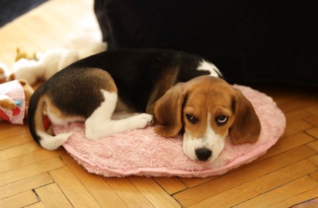 Горячие красотки-порнозвезды с Алеттой Оушен раздеваются, чтобы заняться сексом 8